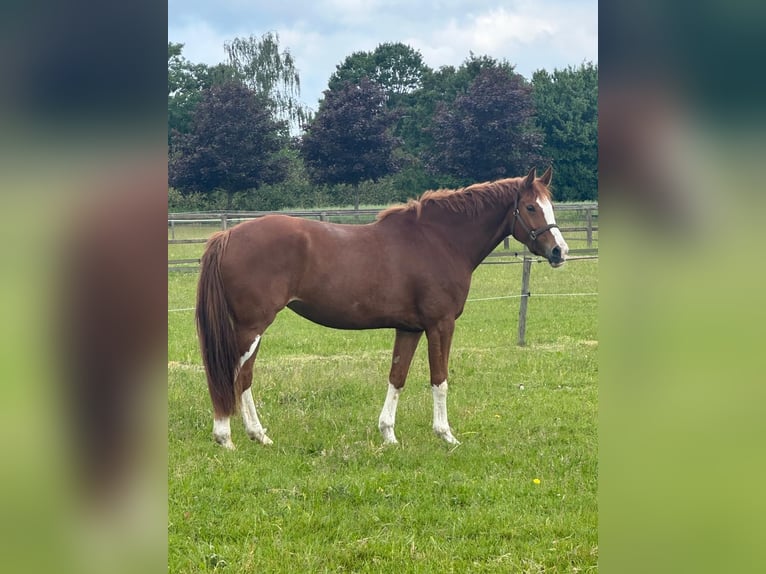 Hannoveraan Merrie 4 Jaar 165 cm Vos in Oststeinbek