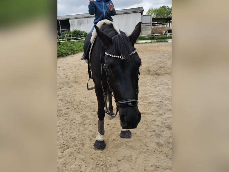Hannoveraan Merrie 4 Jaar 165 cm Zwart in Oyten