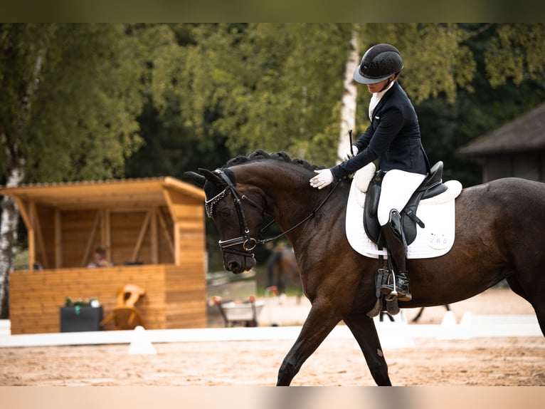 Hannoveraan Merrie 4 Jaar 165 cm Zwart in Neuberg