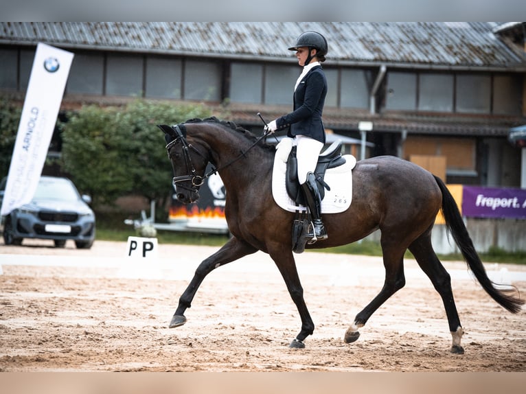 Hannoveraan Merrie 4 Jaar 165 cm Zwart in Neuberg