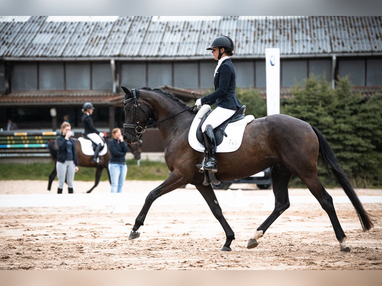 Hannoveraan Merrie 4 Jaar 165 cm Zwart in Neuberg