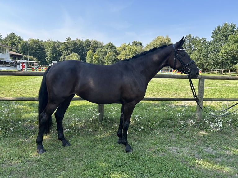 Hannoveraan Merrie 4 Jaar 165 cm Zwart in Lahr/SchwarzwaldLahr