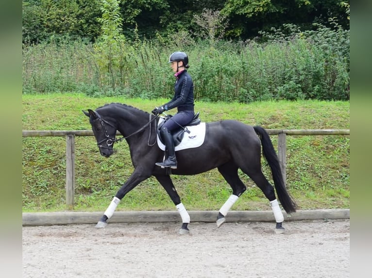 Hannoveraan Merrie 4 Jaar 165 cm Zwart in Wellheim