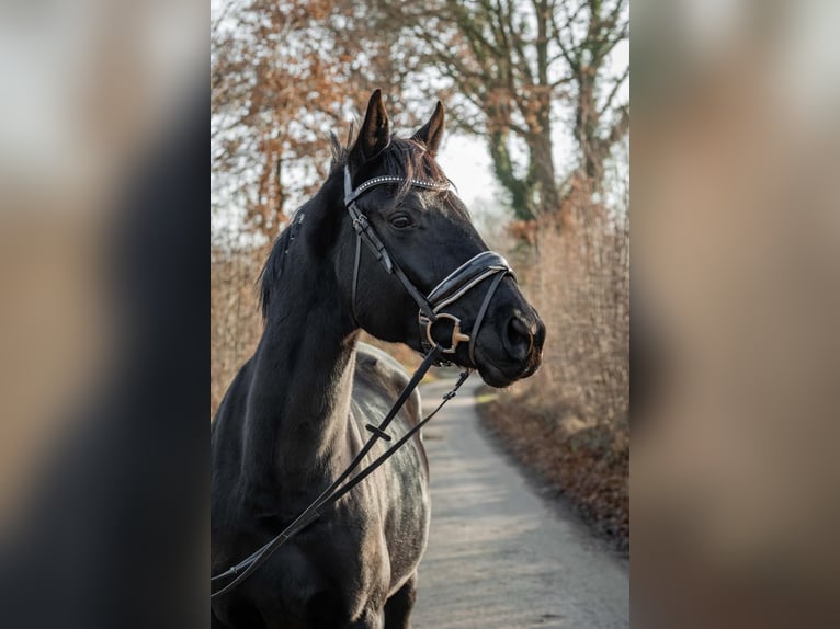 Hannoveraan Merrie 4 Jaar 165 cm Zwart in Norderstedt