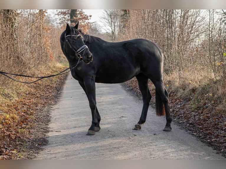 Hannoveraan Merrie 4 Jaar 165 cm Zwart in Norderstedt