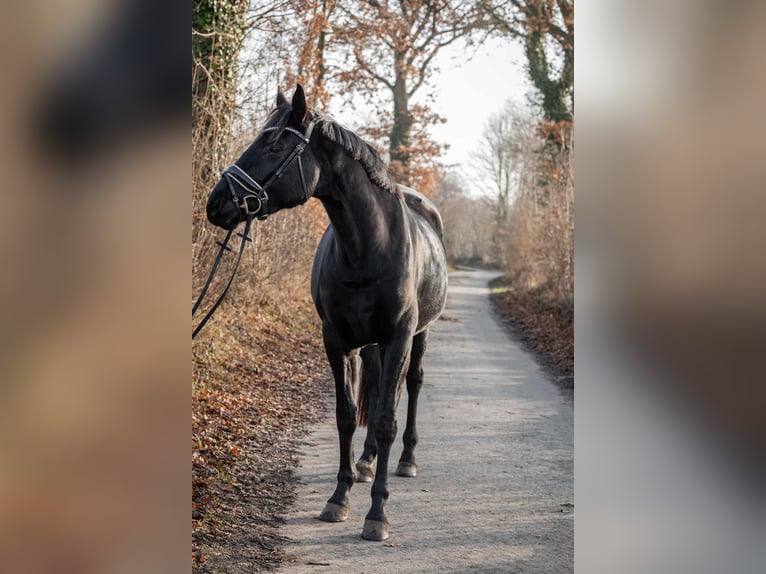 Hannoveraan Merrie 4 Jaar 165 cm Zwart in Tornesch