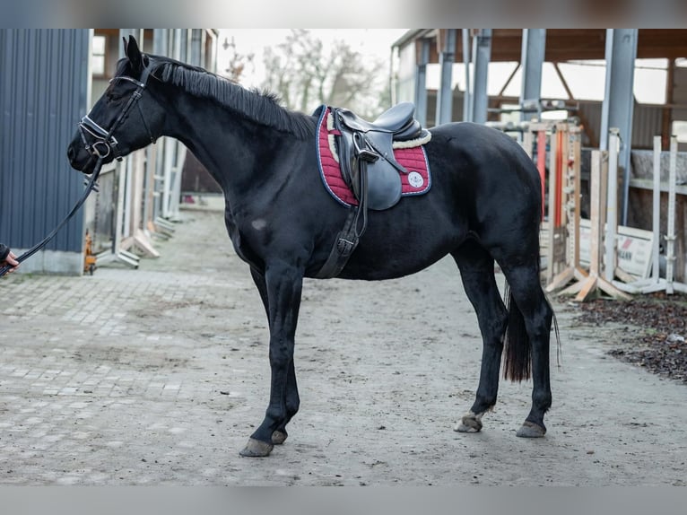 Hannoveraan Merrie 4 Jaar 165 cm Zwart in Tornesch