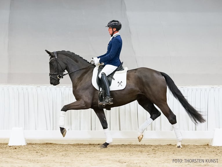 Hannoveraan Merrie 4 Jaar 165 cm Zwart in Verden