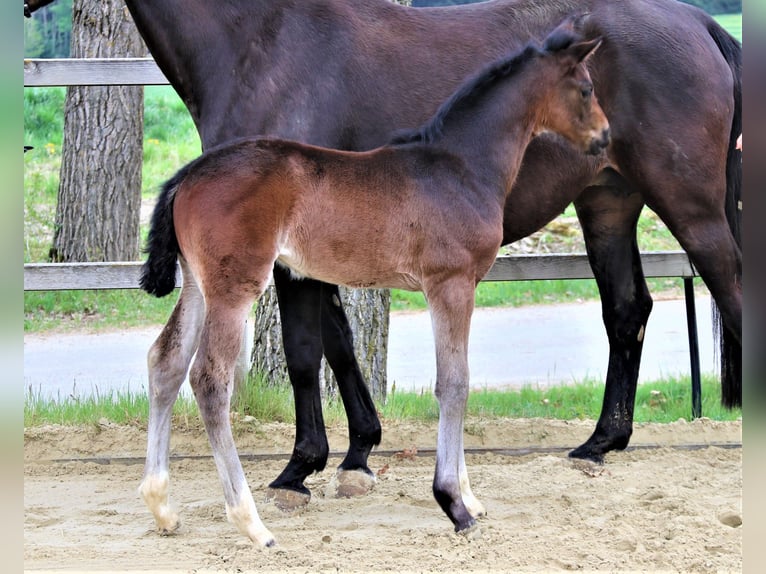 Hannoveraan Merrie 4 Jaar 165 cm Zwartbruin in Bad Dürrheim