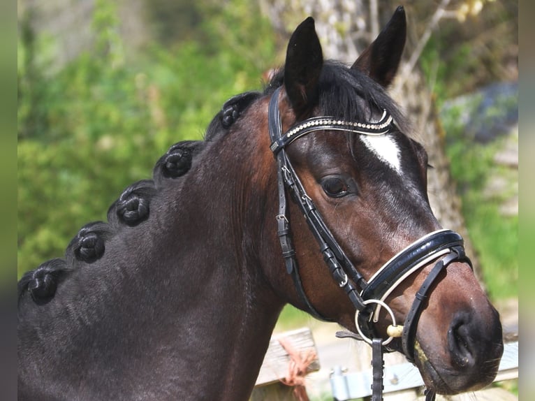 Hannoveraan Merrie 4 Jaar 165 cm Zwartbruin in Bad Dürrheim