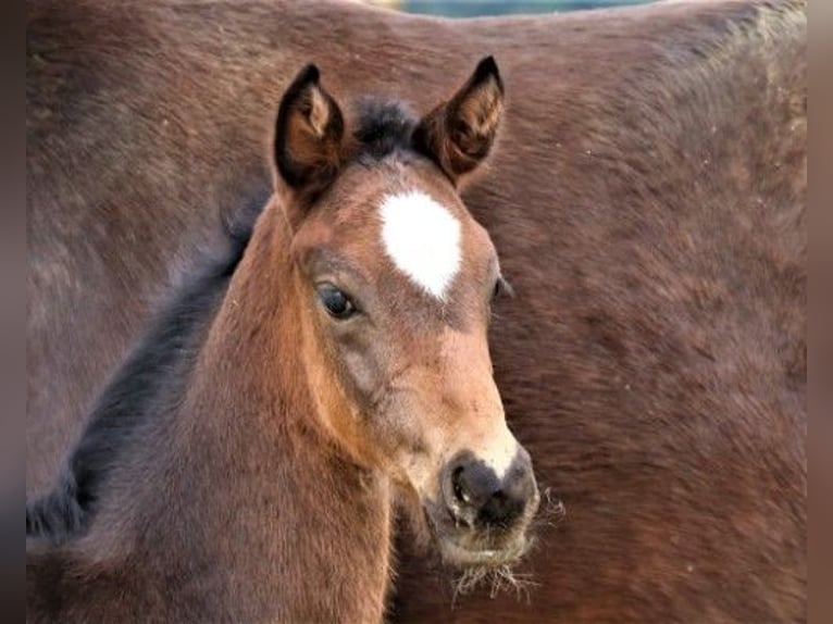 Hannoveraan Merrie 4 Jaar 165 cm Zwartbruin in Bad Dürrheim