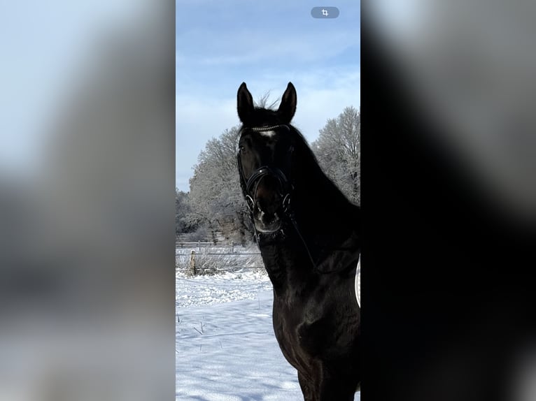 Hannoveraan Merrie 4 Jaar 165 cm Zwartbruin in Langwedel