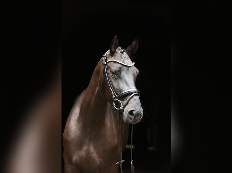 Hannoveraan Merrie 4 Jaar 165 cm Zwartbruin in Landesbergen