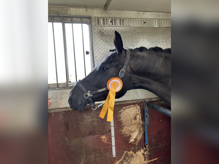 Hannoveraan Merrie 4 Jaar 165 cm Zwartbruin in Landesbergen