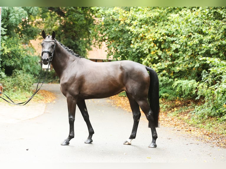 Hannoveraan Merrie 4 Jaar 165 cm Zwartbruin in Landesbergen