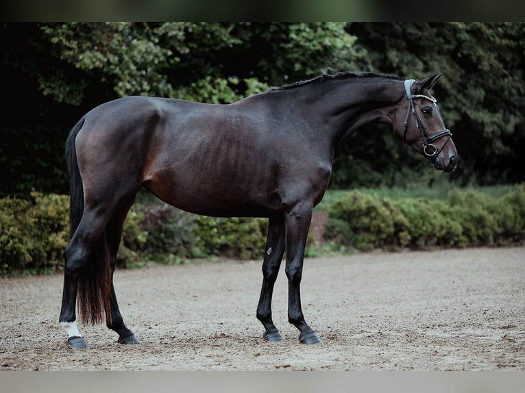 Hannoveraan Merrie 4 Jaar 165 cm Zwartbruin in Riedstadt