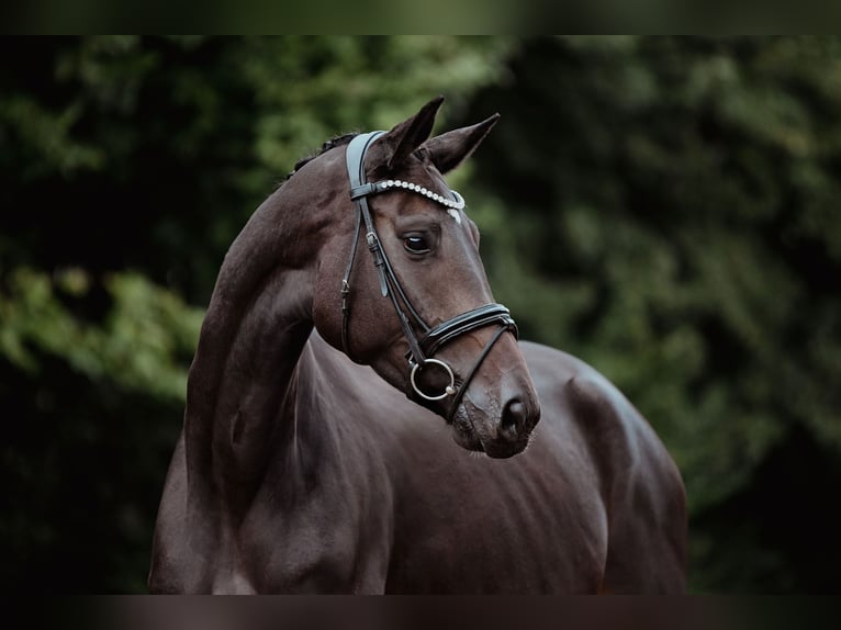 Hannoveraan Merrie 4 Jaar 165 cm Zwartbruin in Riedstadt