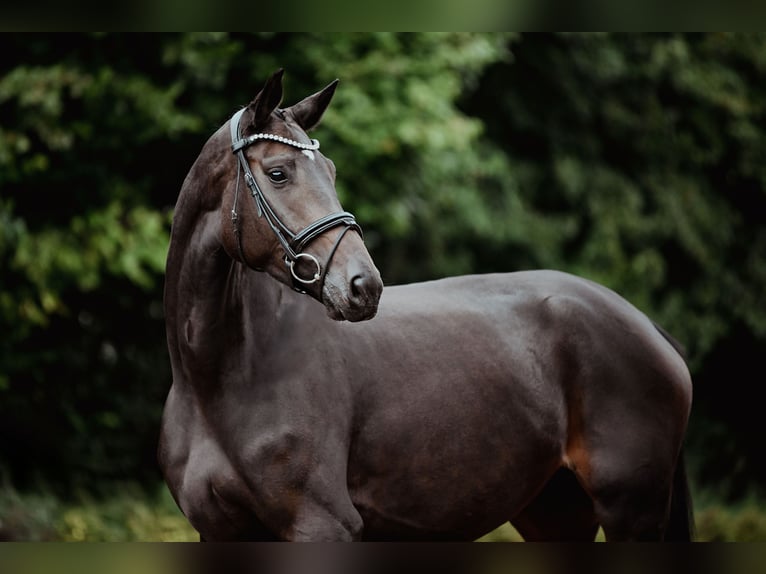 Hannoveraan Merrie 4 Jaar 165 cm Zwartbruin in Riedstadt