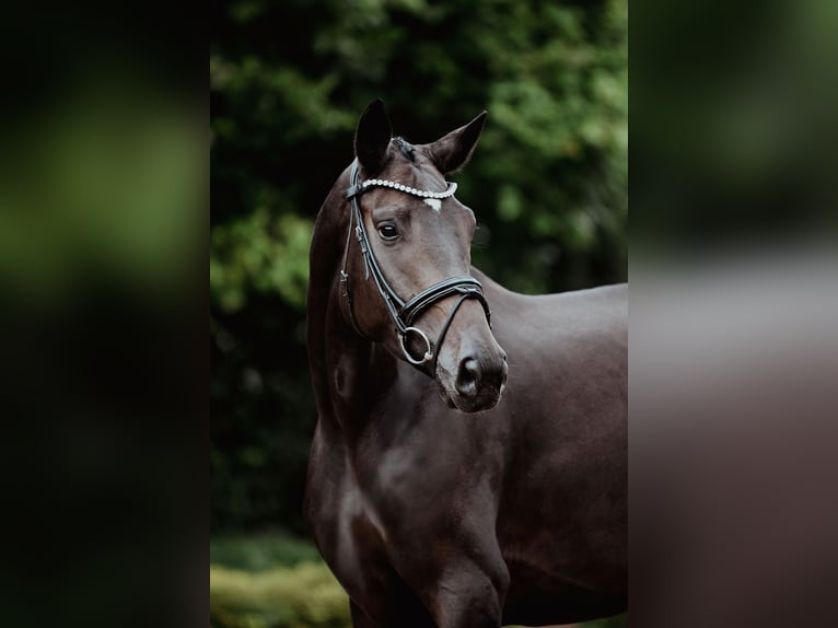 Hannoveraan Merrie 4 Jaar 165 cm Zwartbruin in Riedstadt