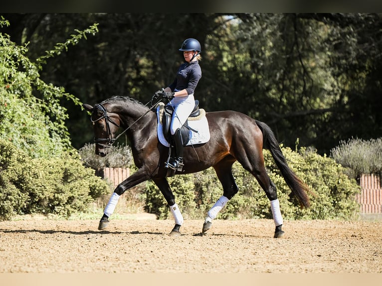 Hannoveraan Merrie 4 Jaar 165 cm Zwartbruin in Riedstadt