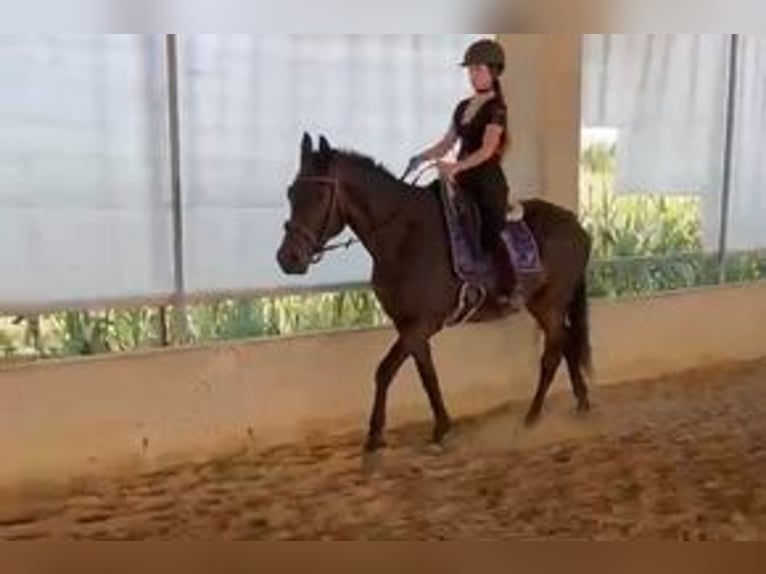 Hannoveraan Merrie 4 Jaar 165 cm Zwartbruin in Dietersburg