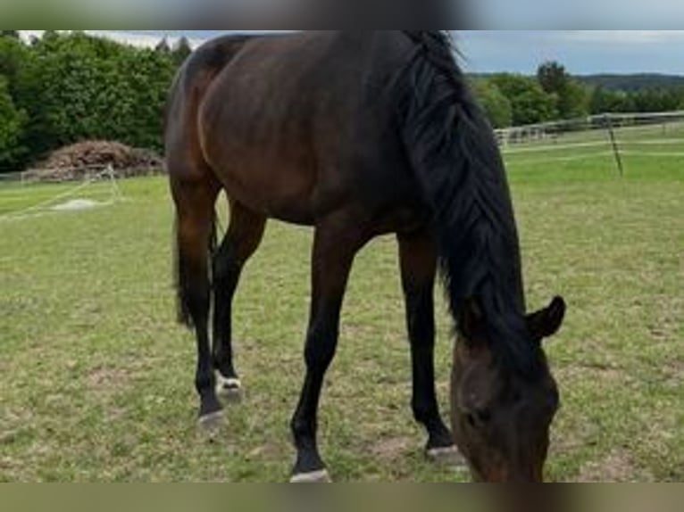 Hannoveraan Merrie 4 Jaar 165 cm Zwartbruin in Dietersburg