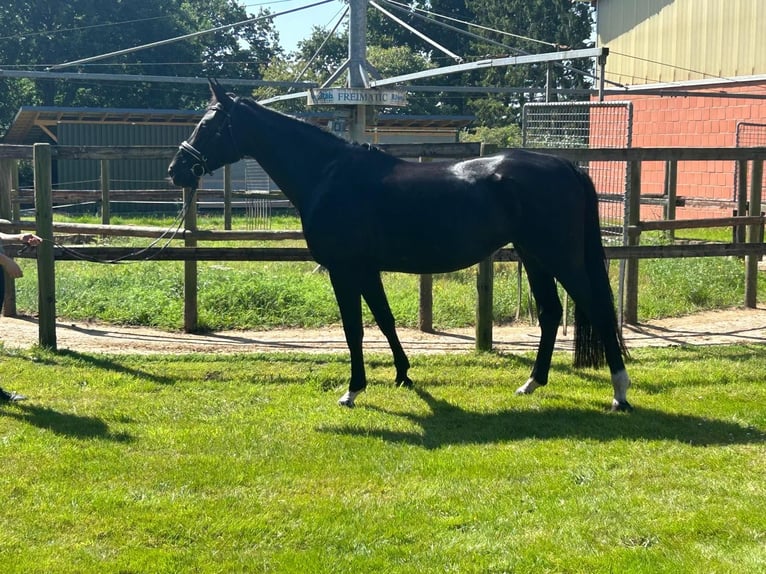 Hannoveraan Merrie 4 Jaar 165 cm Zwartbruin in Hechthausen