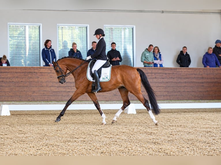 Hannoveraan Merrie 4 Jaar 166 cm Bruin in Coesfeld
