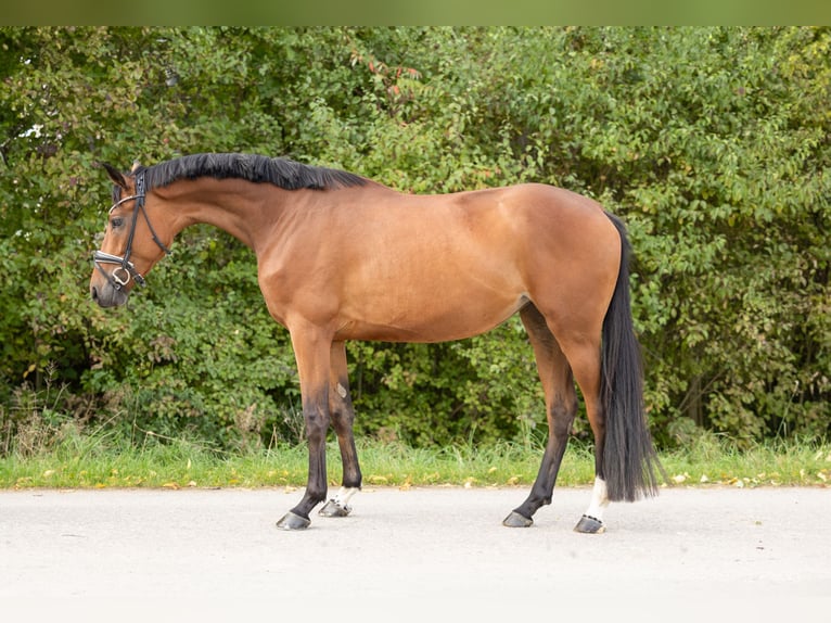 Hannoveraan Merrie 4 Jaar 166 cm Bruin in Braunschweig