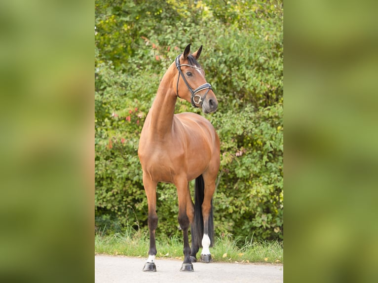 Hannoveraan Merrie 4 Jaar 166 cm Bruin in Braunschweig