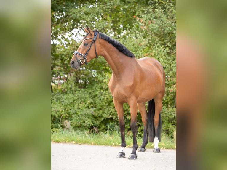 Hannoveraan Merrie 4 Jaar 166 cm Bruin in Braunschweig