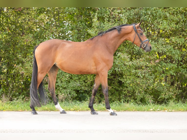 Hannoveraan Merrie 4 Jaar 166 cm Bruin in Braunschweig