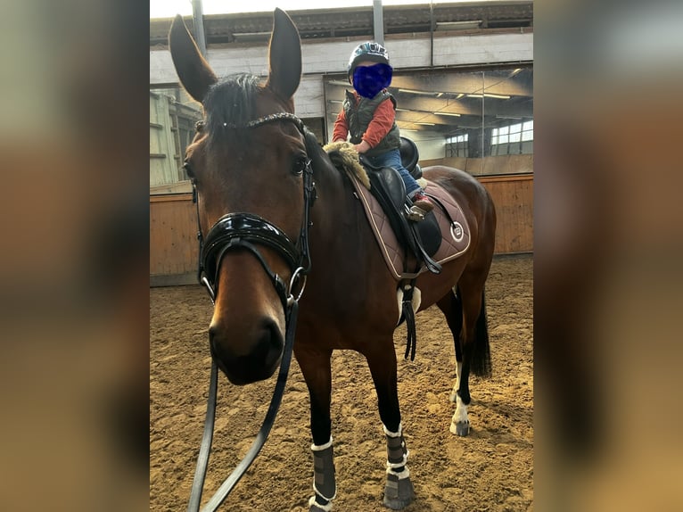 Hannoveraan Merrie 4 Jaar 166 cm Bruin in Adelheidsdorf