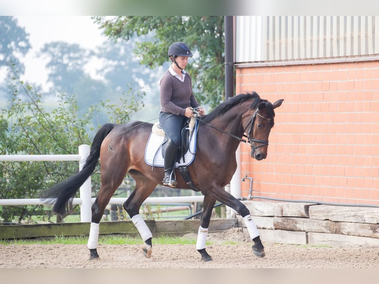 Hannoveraan Merrie 4 Jaar 166 cm Bruin in Geestland