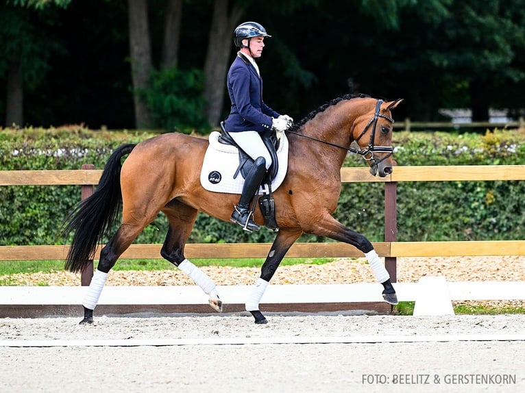 Hannoveraan Merrie 4 Jaar 166 cm Bruin in Verden