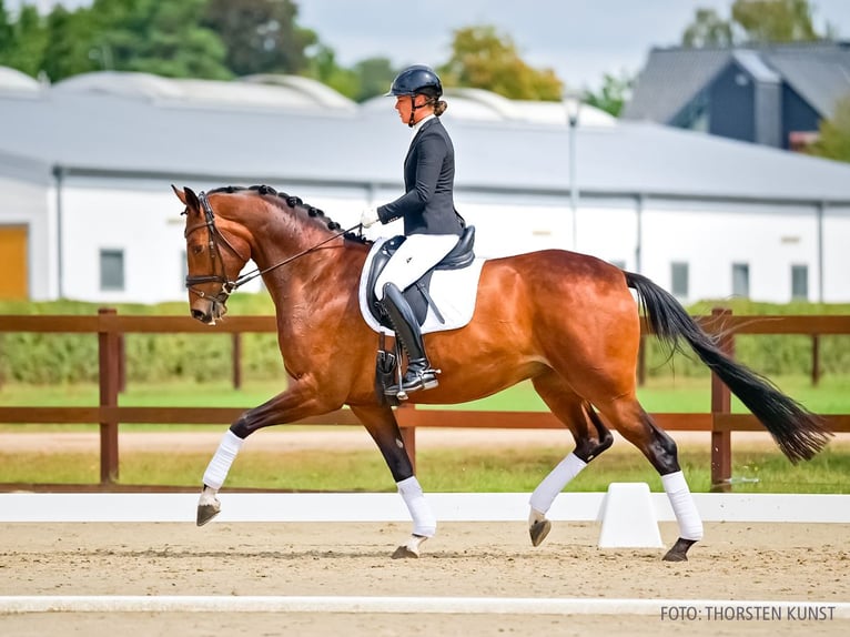 Hannoveraan Merrie 4 Jaar 166 cm Bruin in Verden