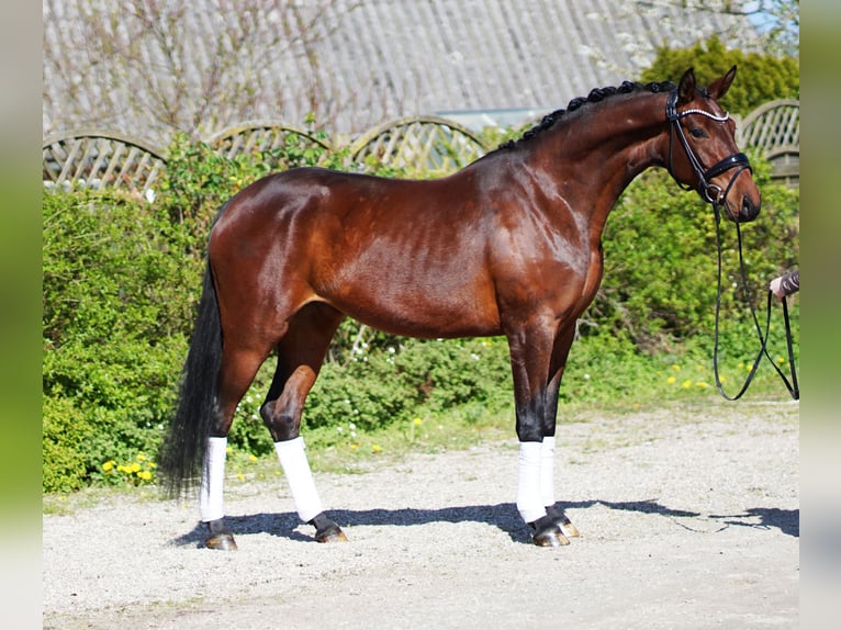 Hannoveraan Merrie 4 Jaar 166 cm Bruin in Hohenfelde