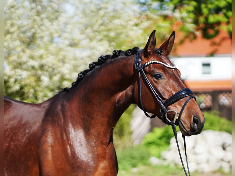 Hannoveraan Merrie 4 Jaar 166 cm Bruin in Hohenfelde