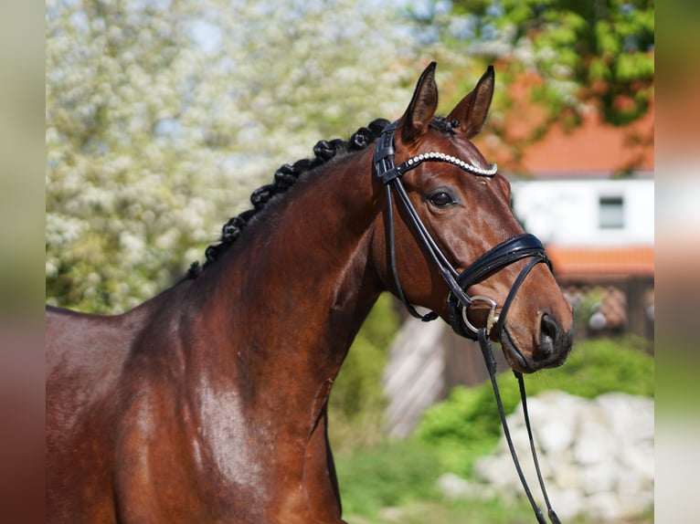 Hannoveraan Merrie 4 Jaar 166 cm Bruin in Hohenfelde