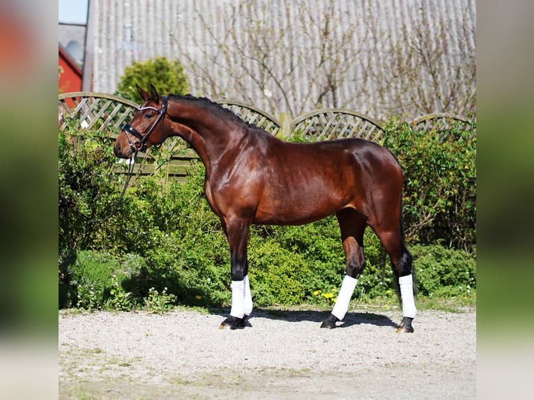 Hannoveraan Merrie 4 Jaar 166 cm Bruin in Hohenfelde