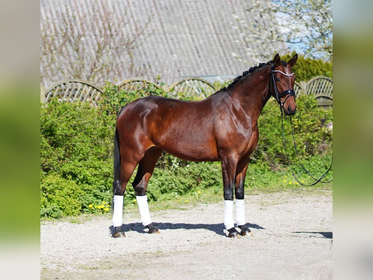 Hannoveraan Merrie 4 Jaar 166 cm Bruin in Hohenfelde