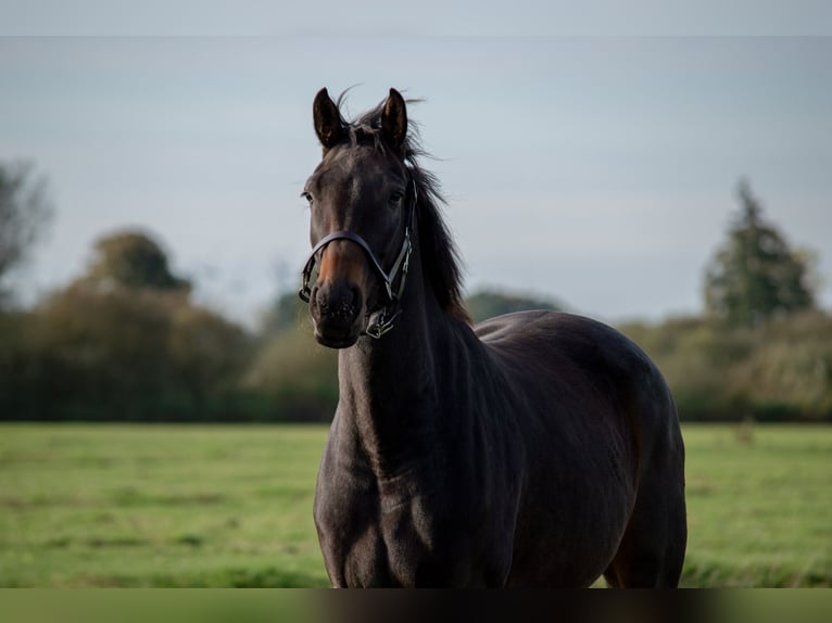 Hannoveraan Mix Merrie 4 Jaar 166 cm Bruin in Hude (Oldenburg)