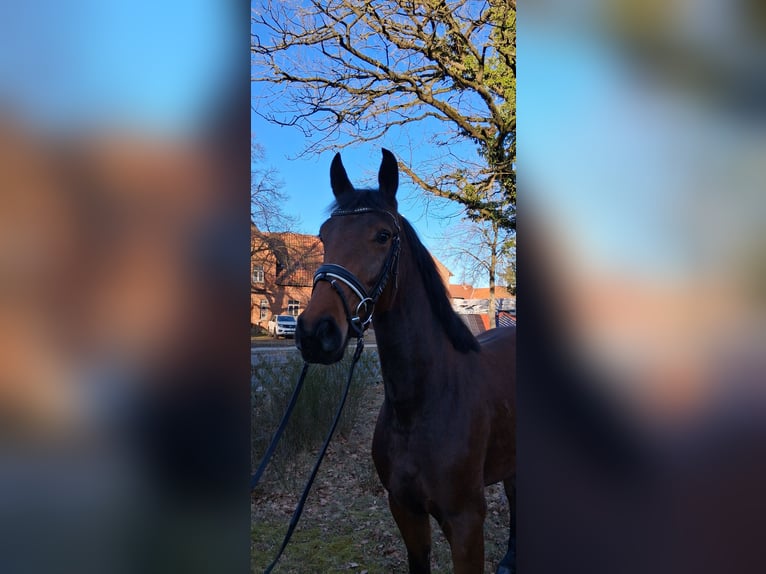 Hannoveraan Merrie 4 Jaar 166 cm Bruin in Nienhagen