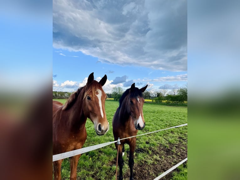 Hannoveraan Merrie 4 Jaar 166 cm Bruin in Neumünster