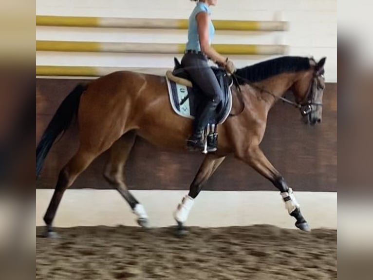 Hannoveraan Merrie 4 Jaar 166 cm Buckskin in Ottersberg