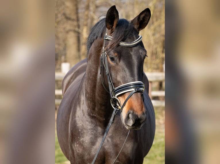 Hannoveraan Merrie 4 Jaar 166 cm Donkerbruin in Rickling