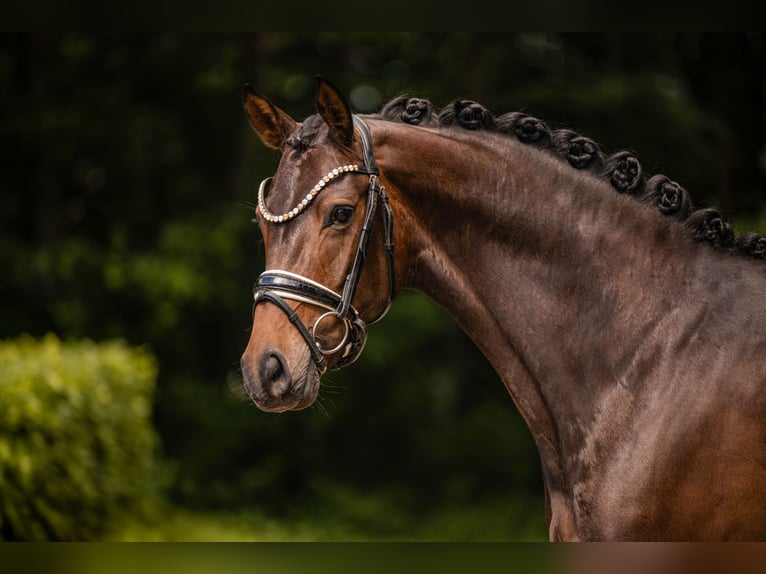 Hannoveraan Merrie 4 Jaar 166 cm Donkerbruin in Wehringen