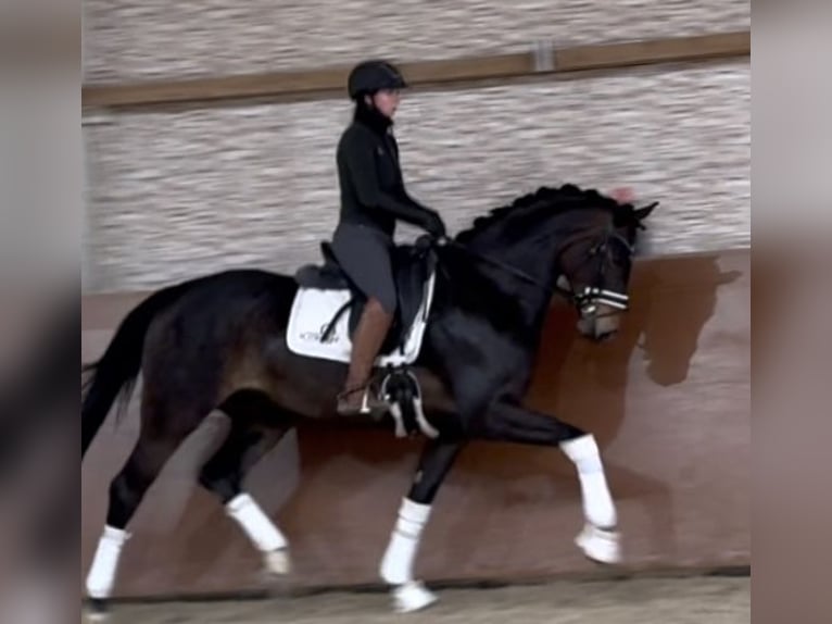 Hannoveraan Merrie 4 Jaar 166 cm Donkerbruin in Wehringen