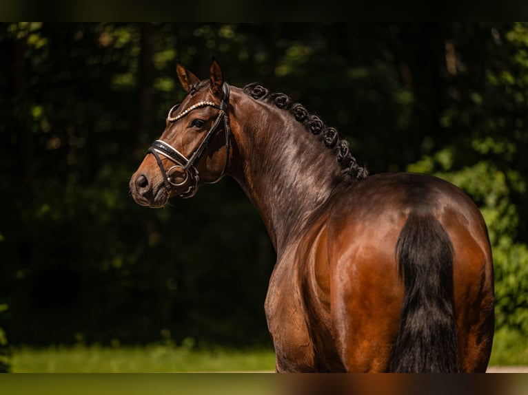 Hannoveraan Merrie 4 Jaar 166 cm Donkerbruin in Wehringen