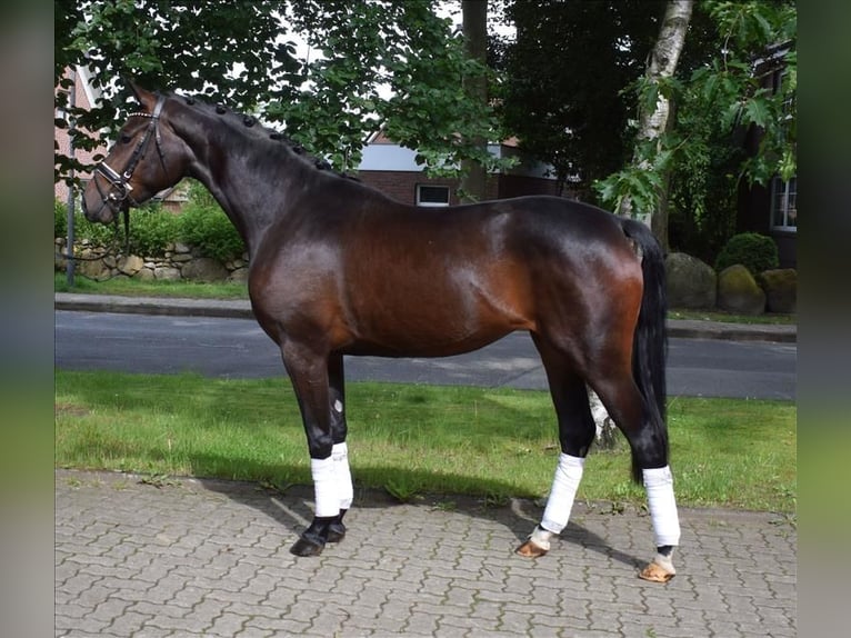 Hannoveraan Merrie 4 Jaar 166 cm Donkerbruin in Fredenbeck